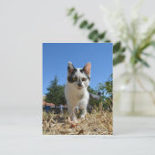 Kitty Cat Adventure Postkarte (Stehend Vorderseite)