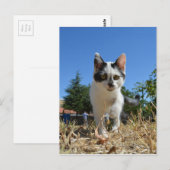Kitty Cat Adventure Postkarte (Vorne/Hinten)