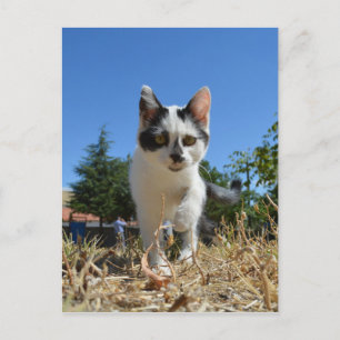 Kitty Cat Adventure Postkarte