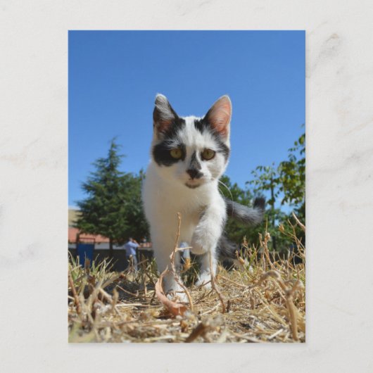 Kitty Cat Adventure Postkarte (Vorderseite)