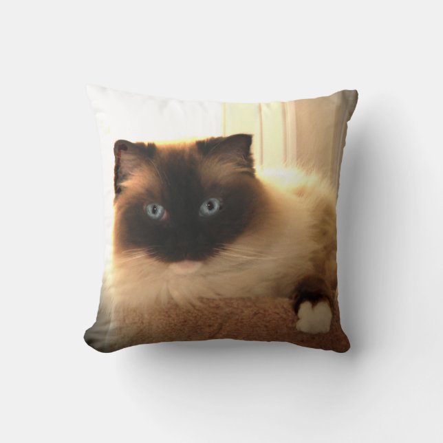 Kitty Cat Cats Ragdoll Ragdolls Blue Eyes Pillow Kissen (Vorderseite)