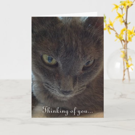 Kitty Cat Get Well Grußkarte Karte (Gelbe Blume)