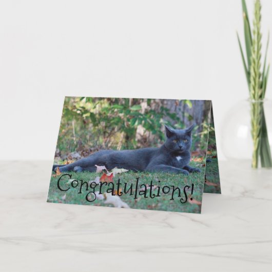 Kitty Cat Herzlichen Glückwunsch Karte (Vorderseite)