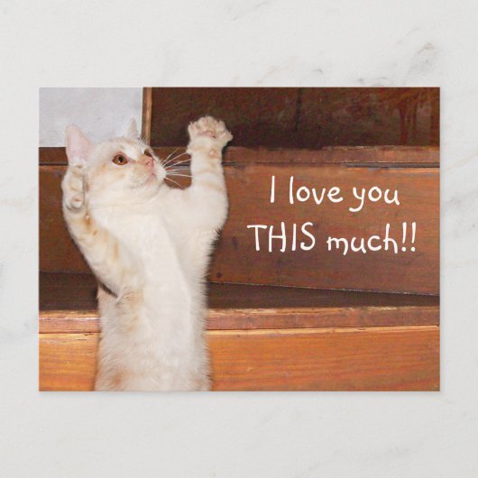 Kitty Cat Liebe Postkarte (Vorderseite)