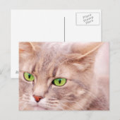 Kitty Cat Postkarte (Vorne/Hinten)