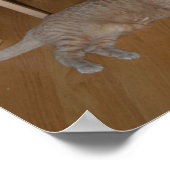 Kitty Cat Spaß Poster (Ecke)
