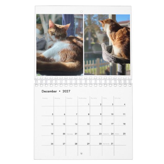 Kitty Cats Kalender (Dez 2027)