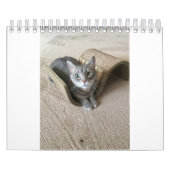 Kitty Cats Kalender (Titelbild)
