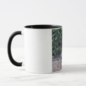 Kitty-Dschungel Tasse (Links)