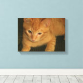 Kitty Foto auf Leinwand (Insitu (Holzboden))