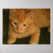 Kitty Foto Print Poster (Vorne)