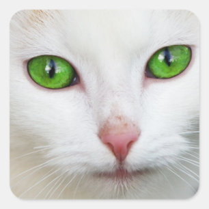 Kitty "Green Eyes" Aufkleber