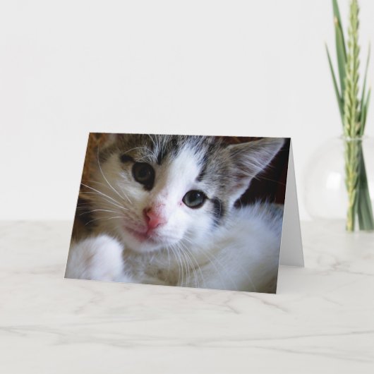 Kitty Greeting Card Karte (Vorderseite)