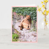 Kitty Gruß Karte (Gelbe Blume)