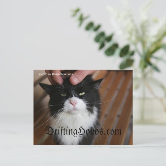 Kitty Hobo Postkarte (Stehend Vorderseite)