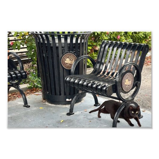 Kitty im Park Fotodruck (Vorne)