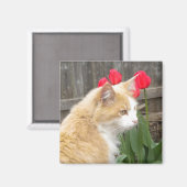 Kitty im Tulips-Magneten Magnet (Vorderseite/Rückseite)