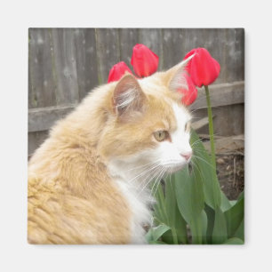 Kitty im Tulips-Magneten Magnet