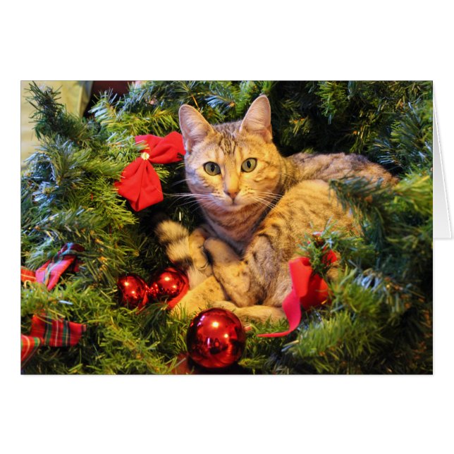 Kitty im Weihnachtsbaum (Vorderseite (Horizontal))