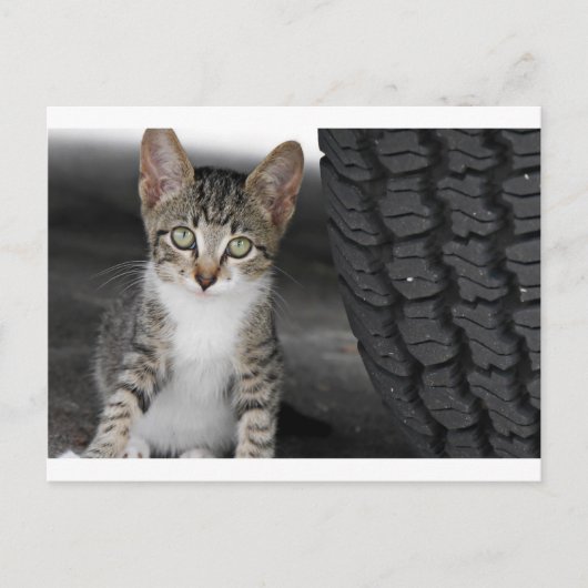 Kitty.JPG Postkarte (Vorderseite)