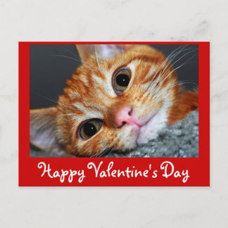 Kitty Kat Feiertagspostkarte