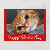 Kitty Kat Feiertagspostkarte (Vorderseite)