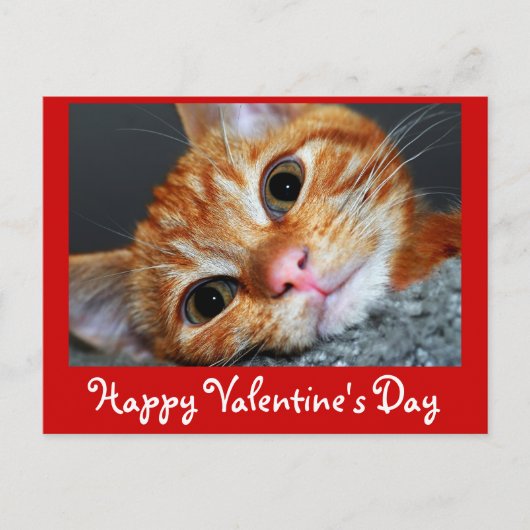 Kitty Kat Feiertagspostkarte (Vorderseite)