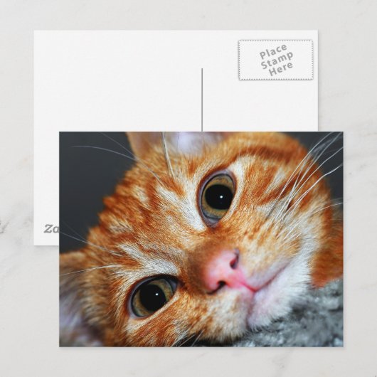 Kitty Kat Postkarte (Vorne/Hinten)