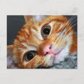 Kitty Kat Postkarte (Vorderseite)