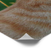 Kitty Kiss Poster (Ecke)