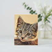 Kitty, kitty, niedlich und kuschelig, postkarte (Stehend Vorderseite)