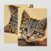 Kitty, kitty, niedlich und kuschelig, postkarte (Vorne/Hinten)