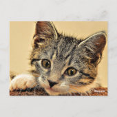 Kitty, kitty, niedlich und kuschelig, postkarte (Rückseite)