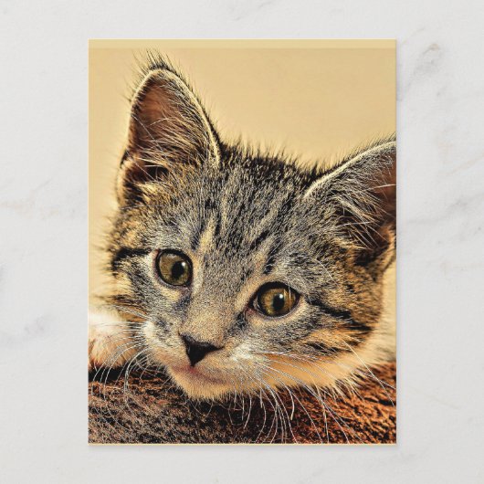 Kitty, kitty, niedlich und kuschelig, postkarte (Vorderseite)
