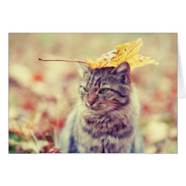 Kitty Leaf Balancing Act