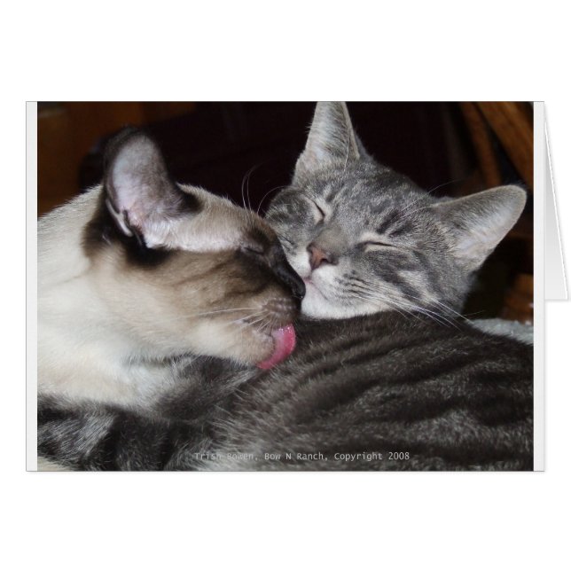 Kitty Liebe (Vorderseite (Horizontal))