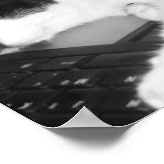 Kitty Lovings... Poster (Ecke)