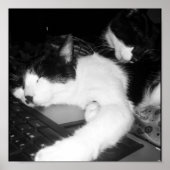 Kitty Lovings... Poster (Vorne)