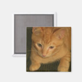 Kitty Magnet (Vorderseite/Rückseite)