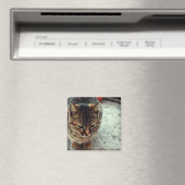 Kitty Magnet (In Situ (Geschirrspüler))