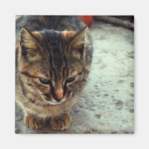 Kitty Magnet