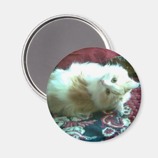 Kitty Magnet (Vorderseite/Rückseite)