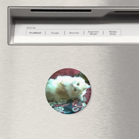 Kitty Magnet (In Situ (Geschirrspüler))