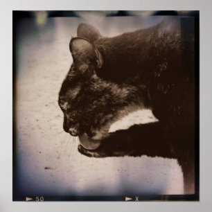 "Kitty on Film", "Digital Art" Poster