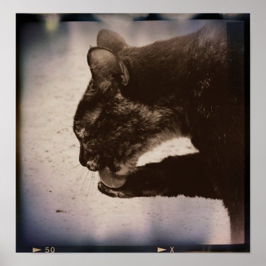 "Kitty on Film", "Digital Art" Poster (Vorne)