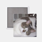 Kitty Paperweight Magnet (Vorderseite/Rückseite)