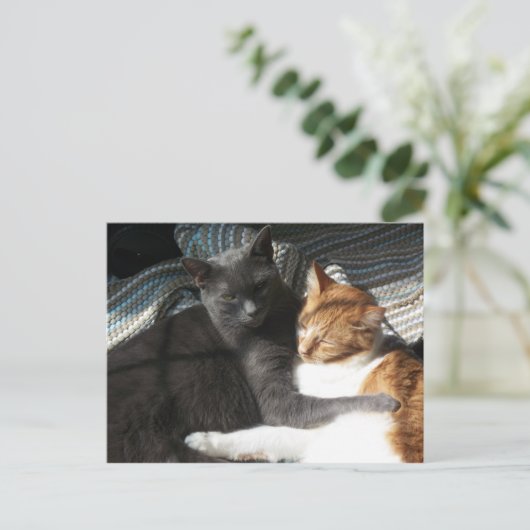 Kitty Postcard Postkarte (Stehend Vorderseite)