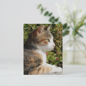 Kitty Postcard Postkarte (Stehend Vorderseite)