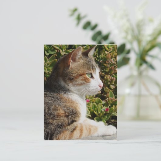 Kitty Postcard Postkarte (Stehend Vorderseite)