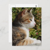 Kitty Postcard Postkarte (Vorne/Hinten)